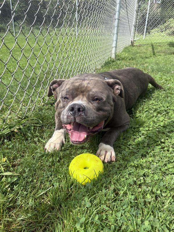 Meatball, Adoptable, Adult Male Staffordshire Bull Terrier & American.
