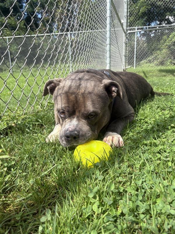 Enlarge Meatball, a Adoptable mixed breed in New Kensington, PA image 2/6