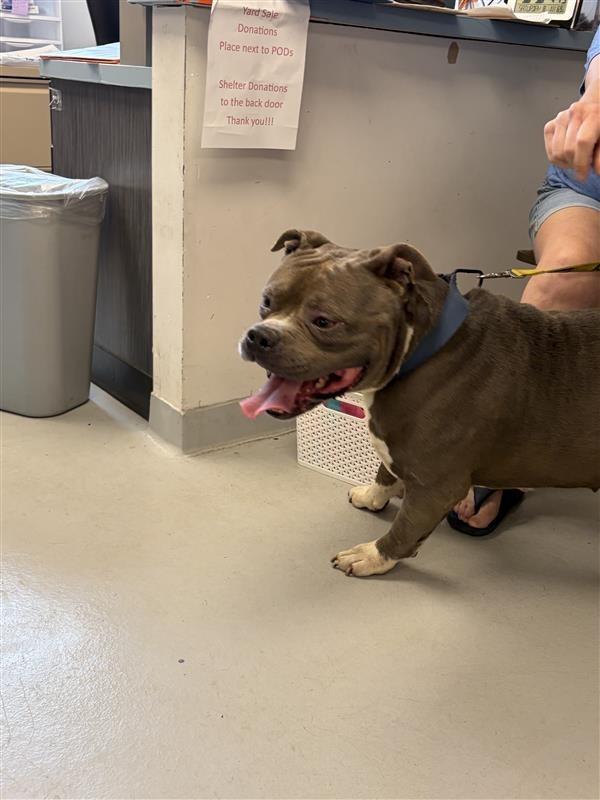 Enlarge Meatball, a Adoptable mixed breed in New Kensington, PA image 3/6