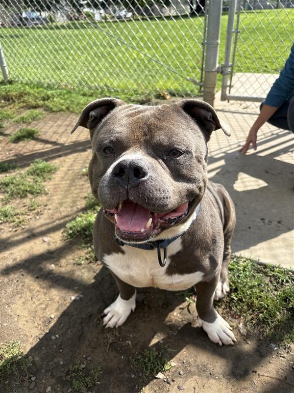 Enlarge Meatball, a Adoptable mixed breed in New Kensington, PA image 4/6