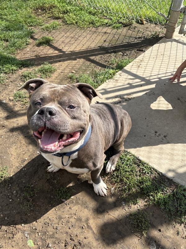 Enlarge Meatball, a Adoptable mixed breed in New Kensington, PA image 5/6