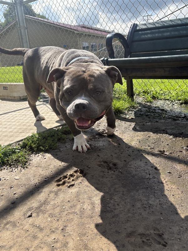 Enlarge Meatball, a Adoptable mixed breed in New Kensington, PA image 6/6