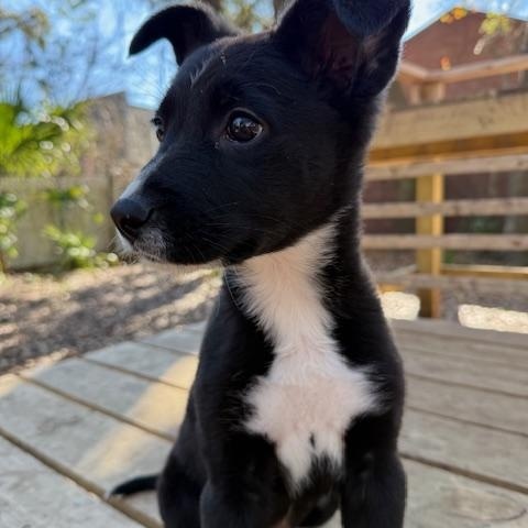 Madame Big, adopted, Puppy Female Mixed Breed.