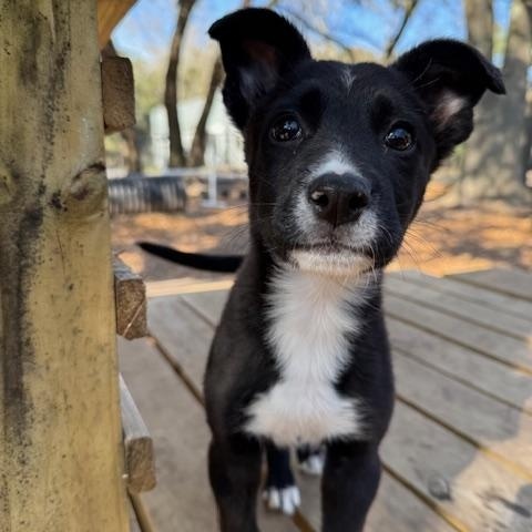 Enlarge Madame Big, an adopted Mixed Breed in Charleston, SC image 3/3