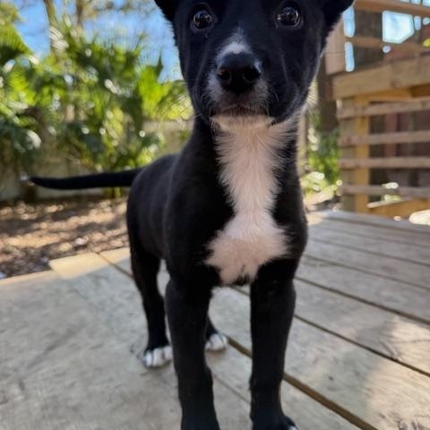 Enlarge Madame Big, an adopted Mixed Breed in Charleston, SC image 2/3