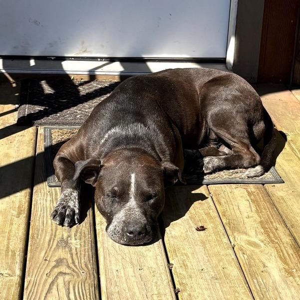 Rocko, Adoptable, Adult Male Pit Bull Terrier & German Shorthaired Pointer.