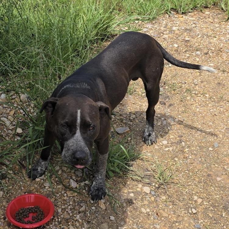 Enlarge Rocko, a Adoptable mixed breed in Wadena, MN image 2/3