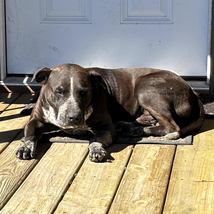 Enlarge Rocko, a Adoptable mixed breed in Wadena, MN image 3/3