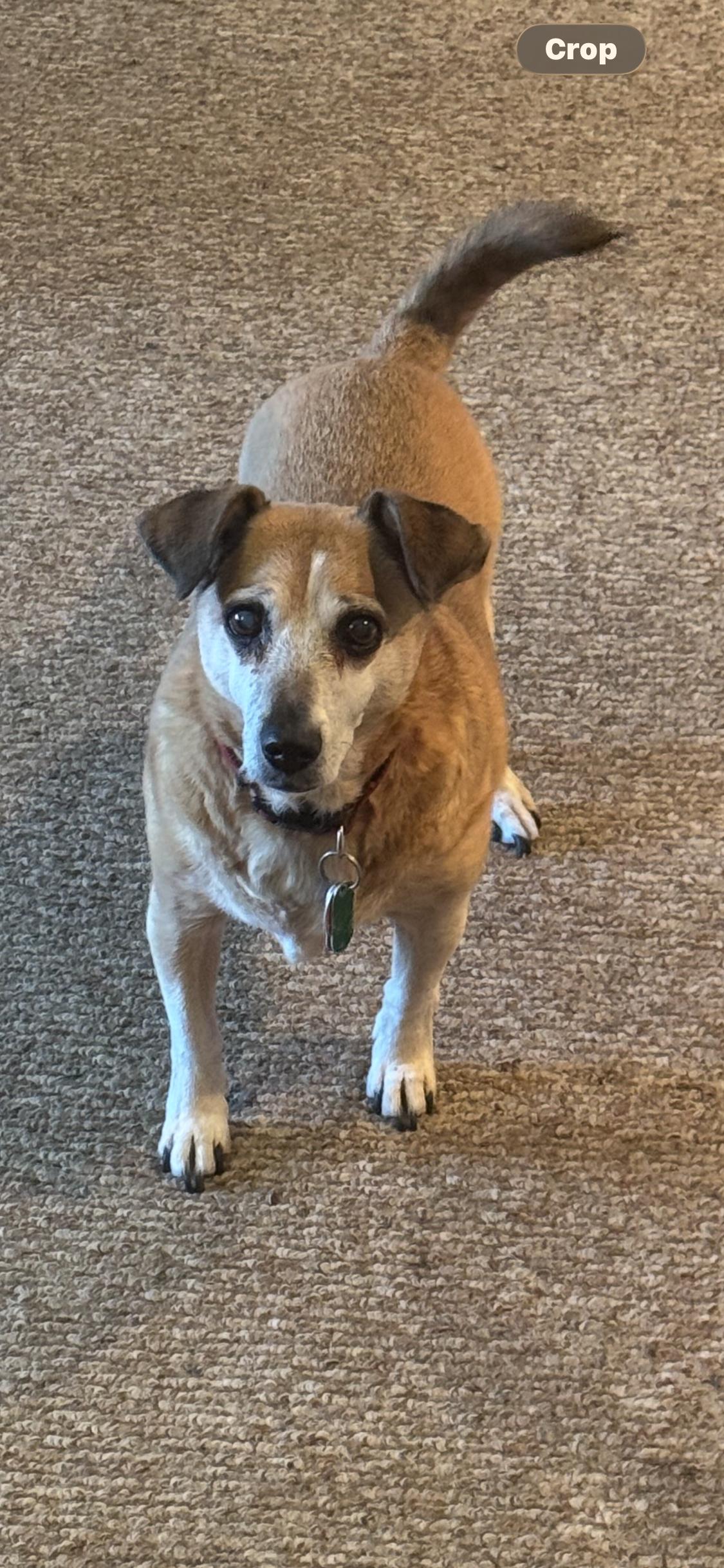 Archie/Stretch, Adopted, Senior Male Jack Russell Terrier & Dachshund.