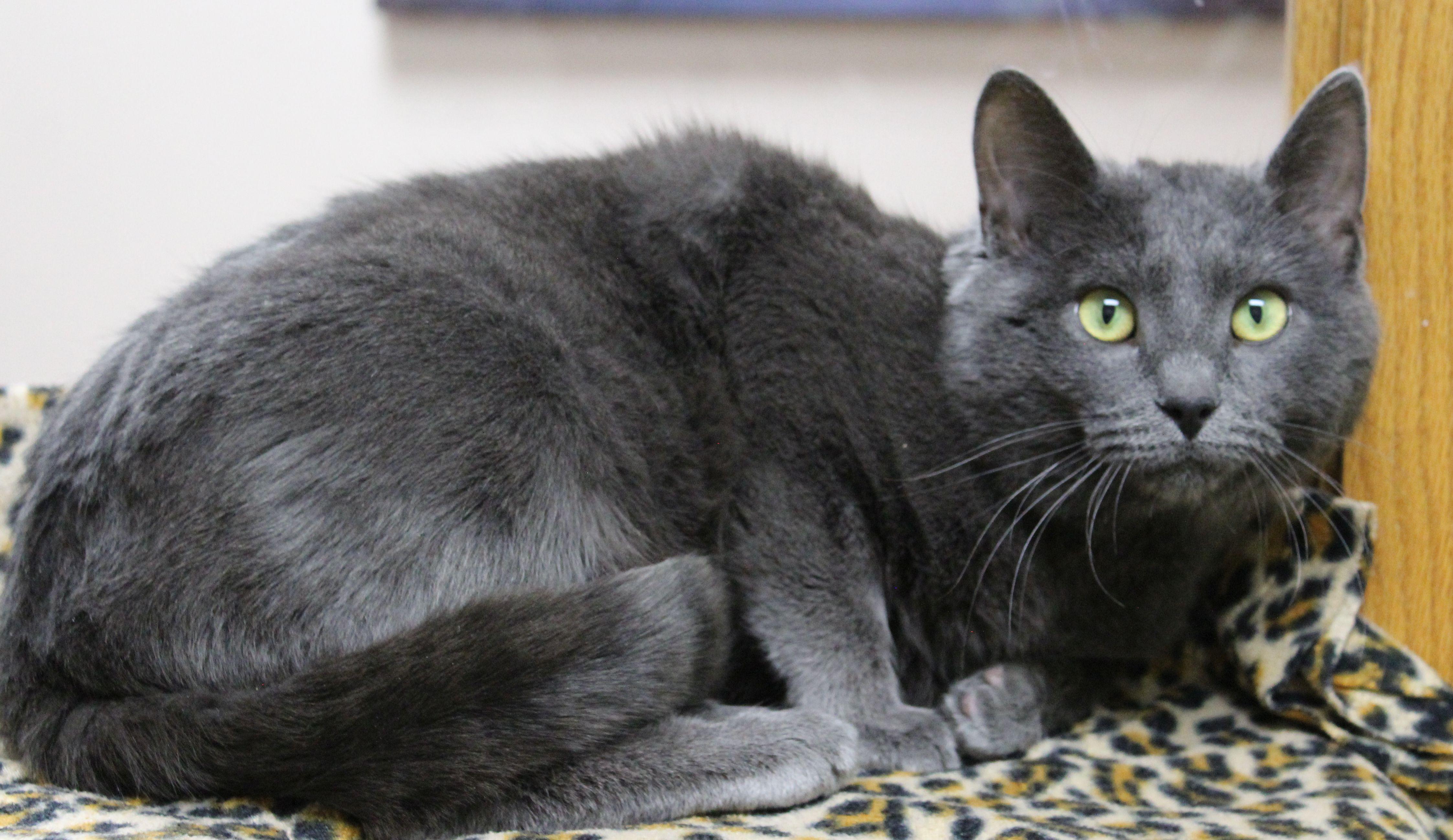Enlarge Coal, a ADOPTABLE Domestic Short Hair in Portage, WI image 3/3