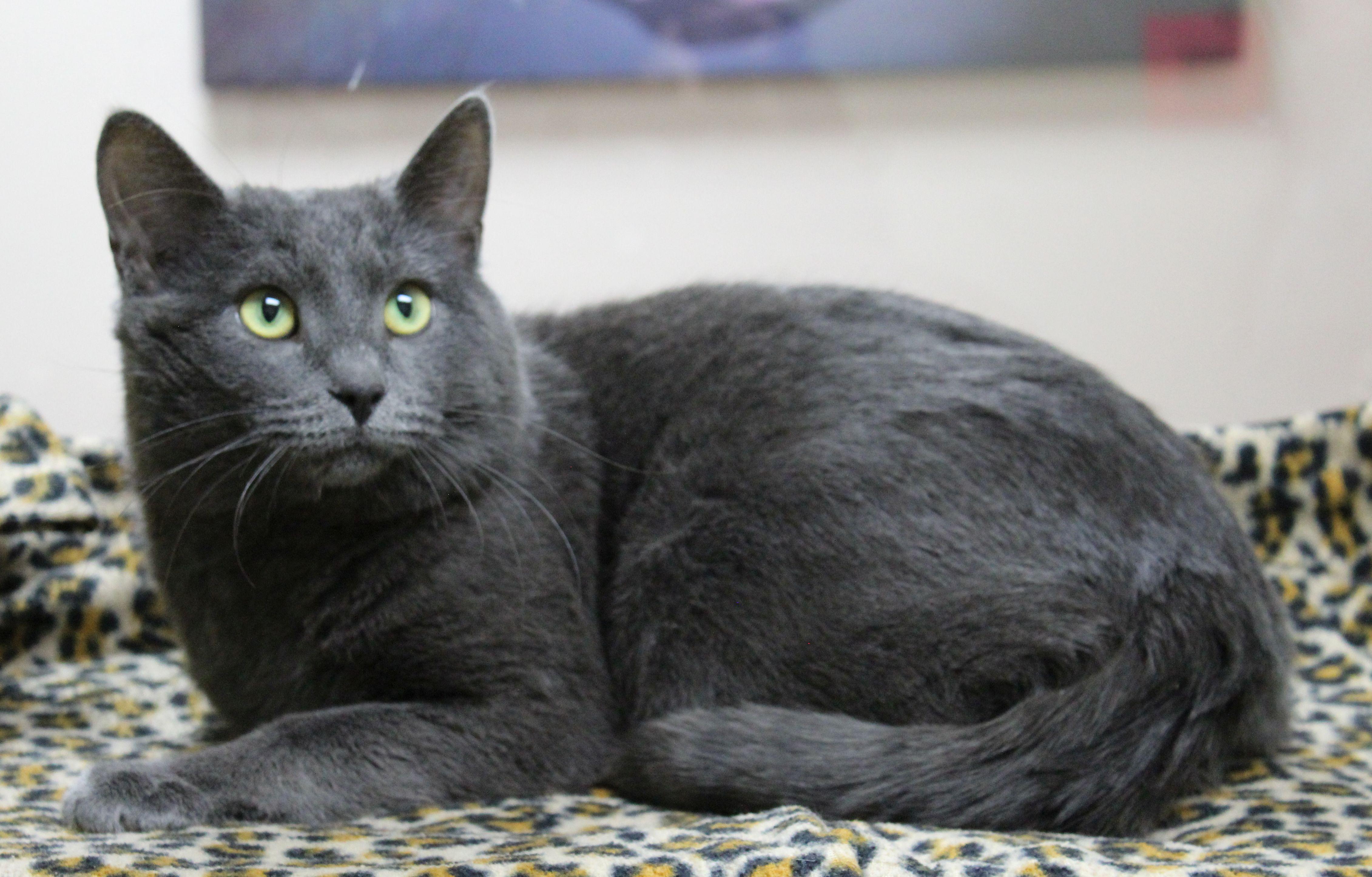 Enlarge Coal, a ADOPTABLE Domestic Short Hair in Portage, WI image 1/3