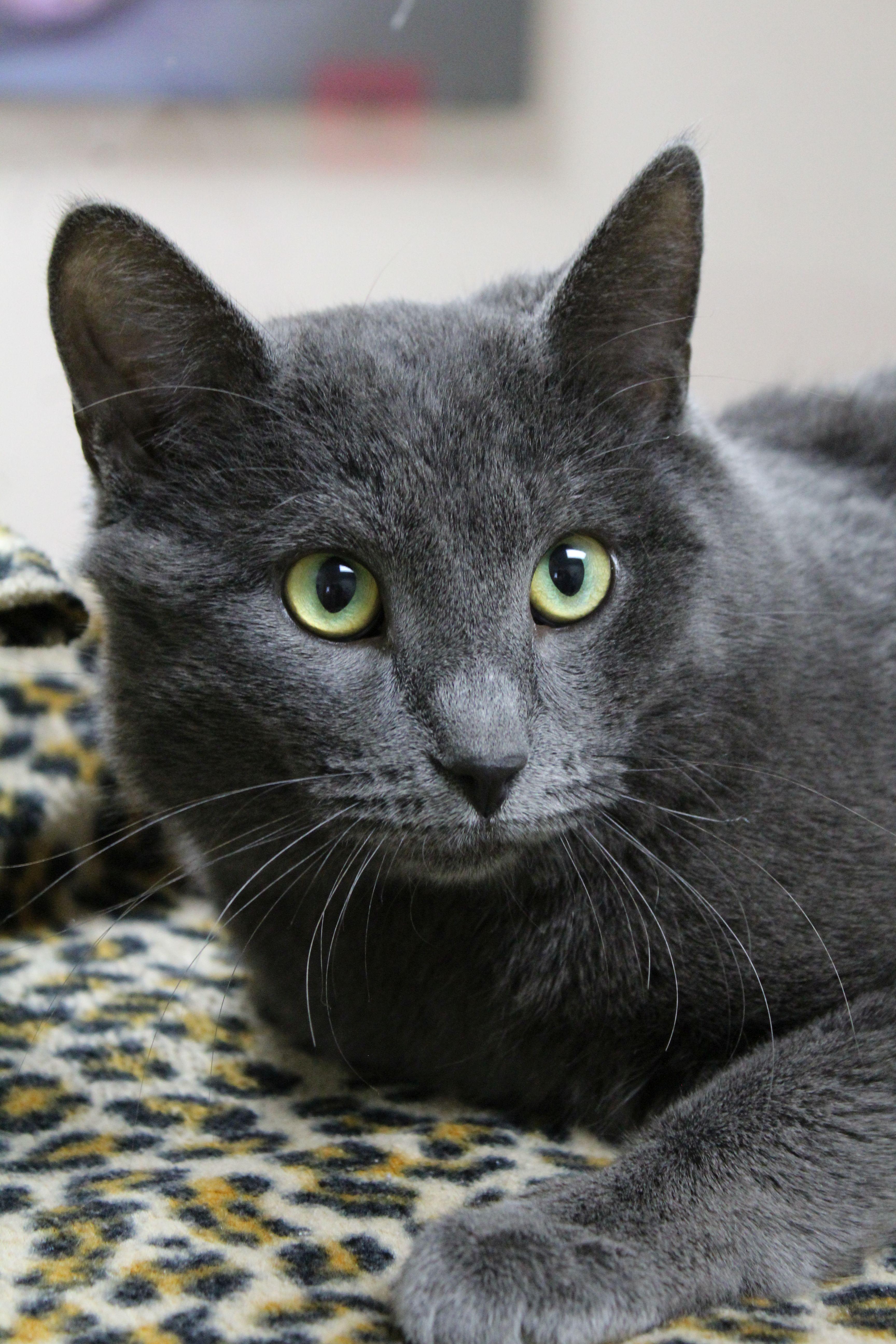 Enlarge Coal, a ADOPTABLE Domestic Short Hair in Portage, WI image 2/3