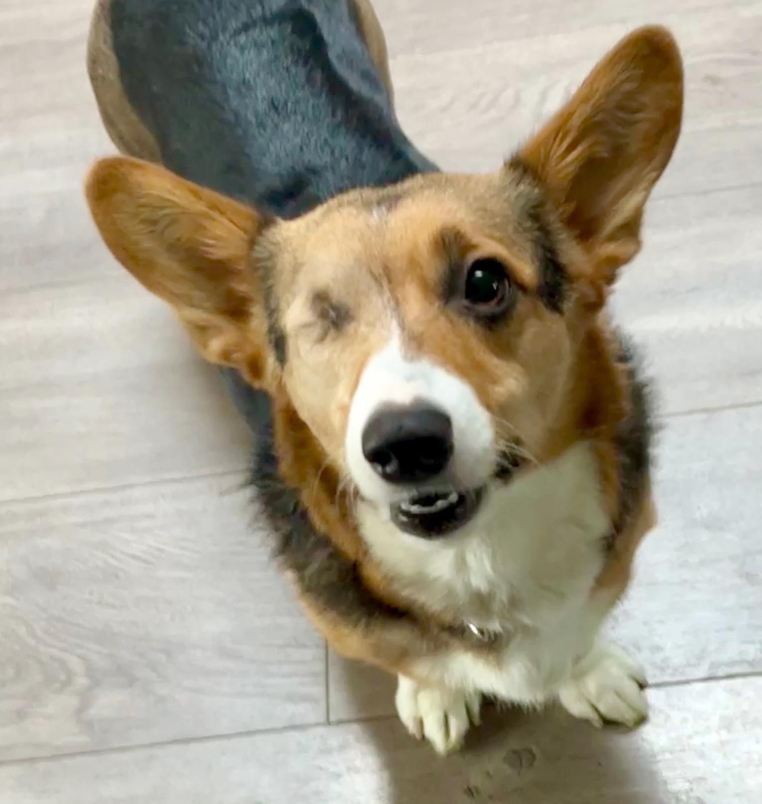 Roxxie, an adoptable Corgi in Silvana, WA image 1/3