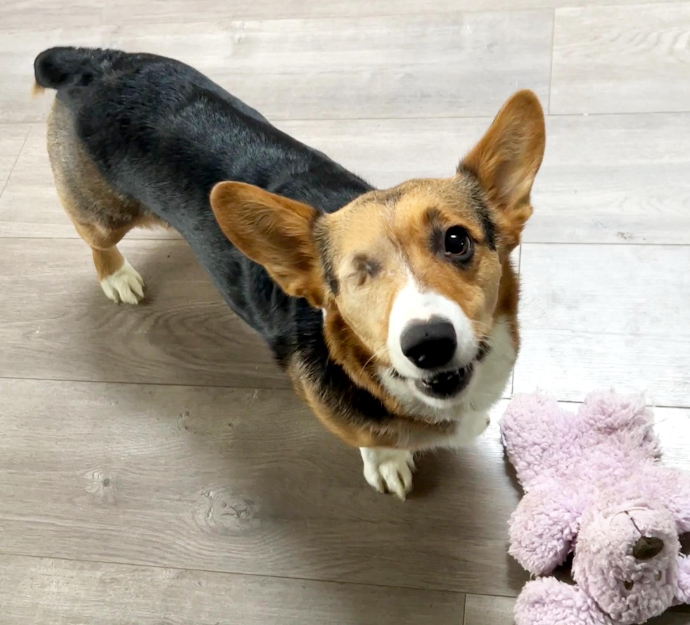 Roxxie, an adoptable Corgi in Silvana, WA image 2/3