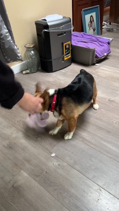 Enlarge Roxxie, an adoptable Corgi in Silvana, WA video 3/3