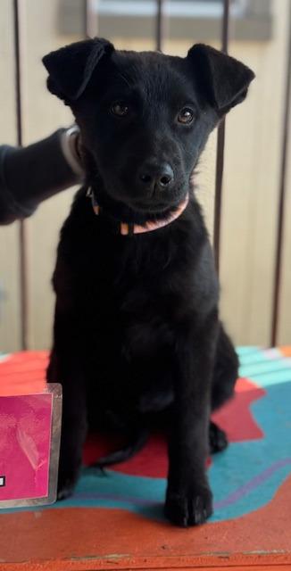 Enlarge Clover , an adopted mixed breed in Newfoundland, NJ image 1/1