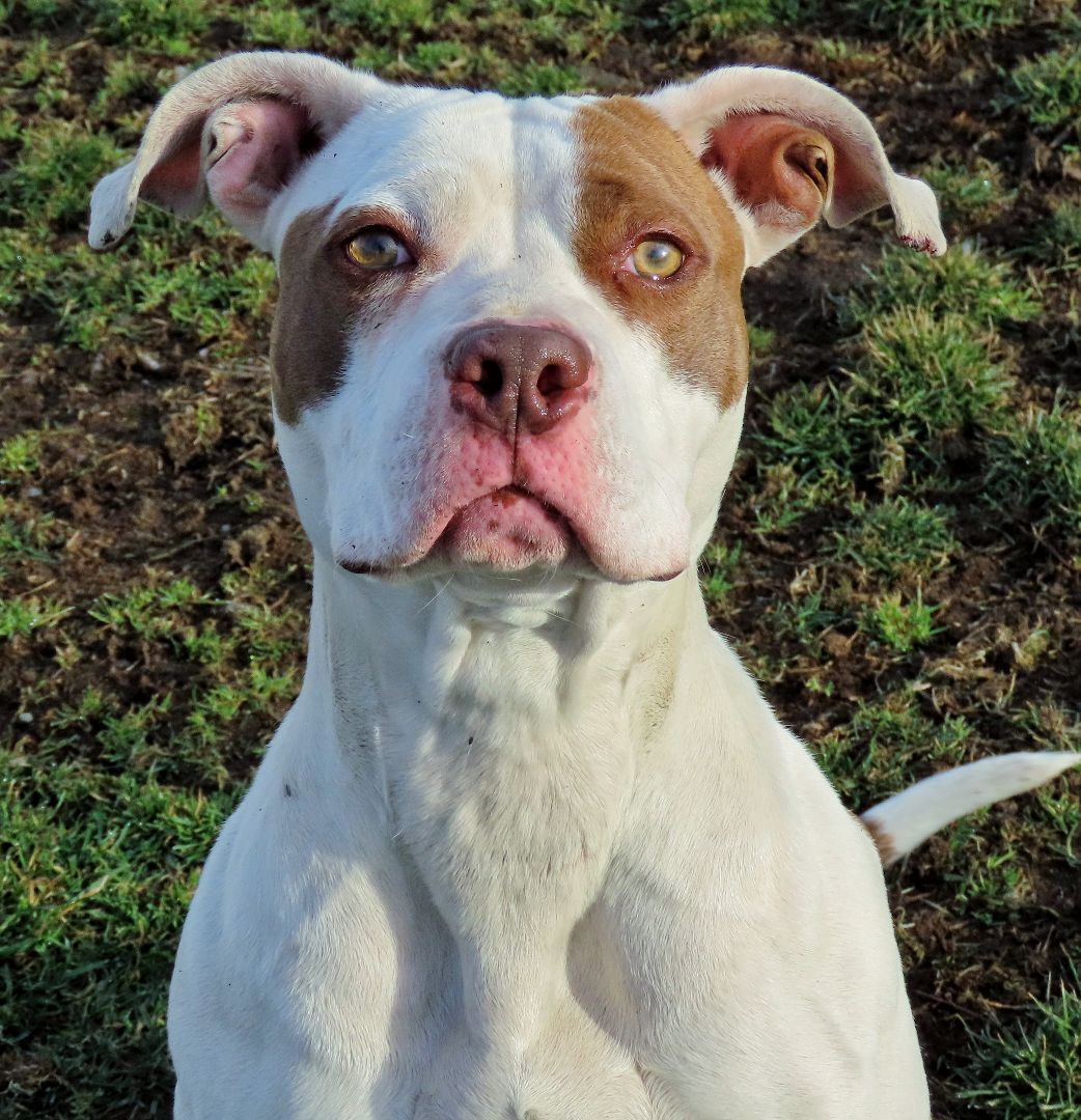 23-60 Valentina, a Adoptable Pit Bull Terrier in Amityville, NY image 1/16