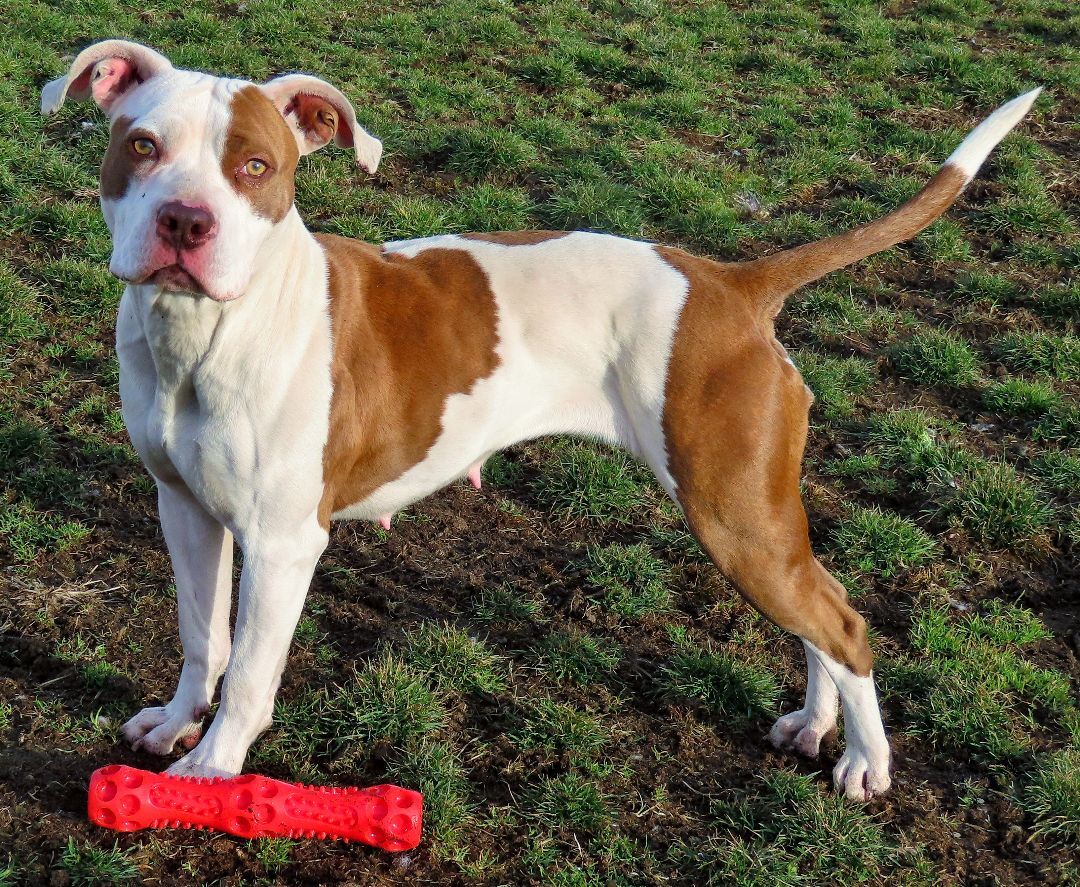 23-60 Valentina, a Adoptable Pit Bull Terrier in Amityville, NY image 3/16