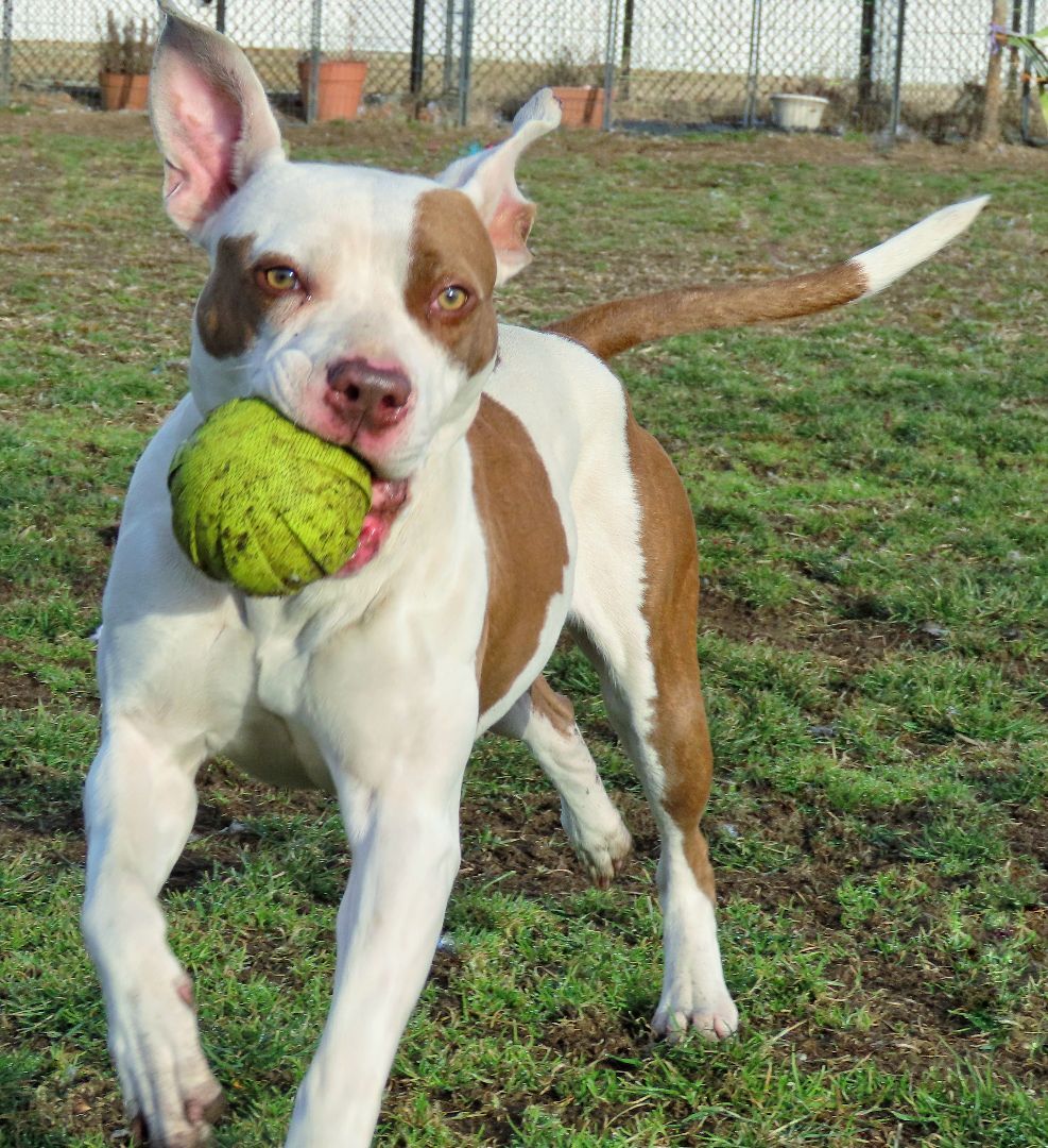 23-60 Valentina, a Adoptable Pit Bull Terrier in Amityville, NY image 4/16