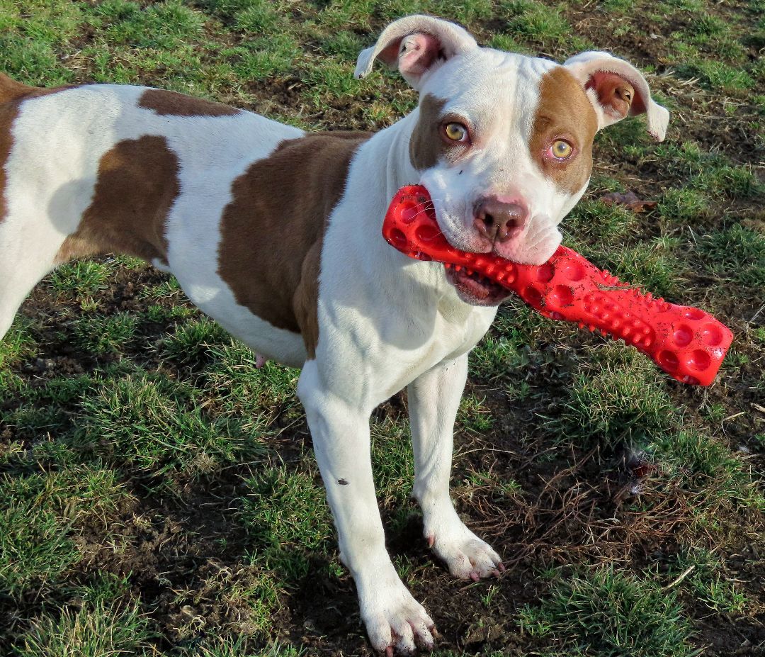 23-60 Valentina, a Adoptable Pit Bull Terrier in Amityville, NY image 5/16