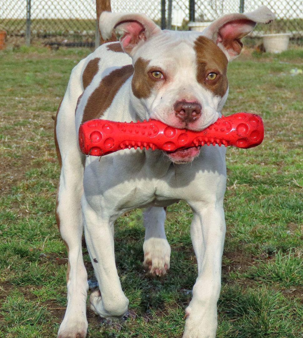 23-60 Valentina, a Adoptable Pit Bull Terrier in Amityville, NY image 6/16
