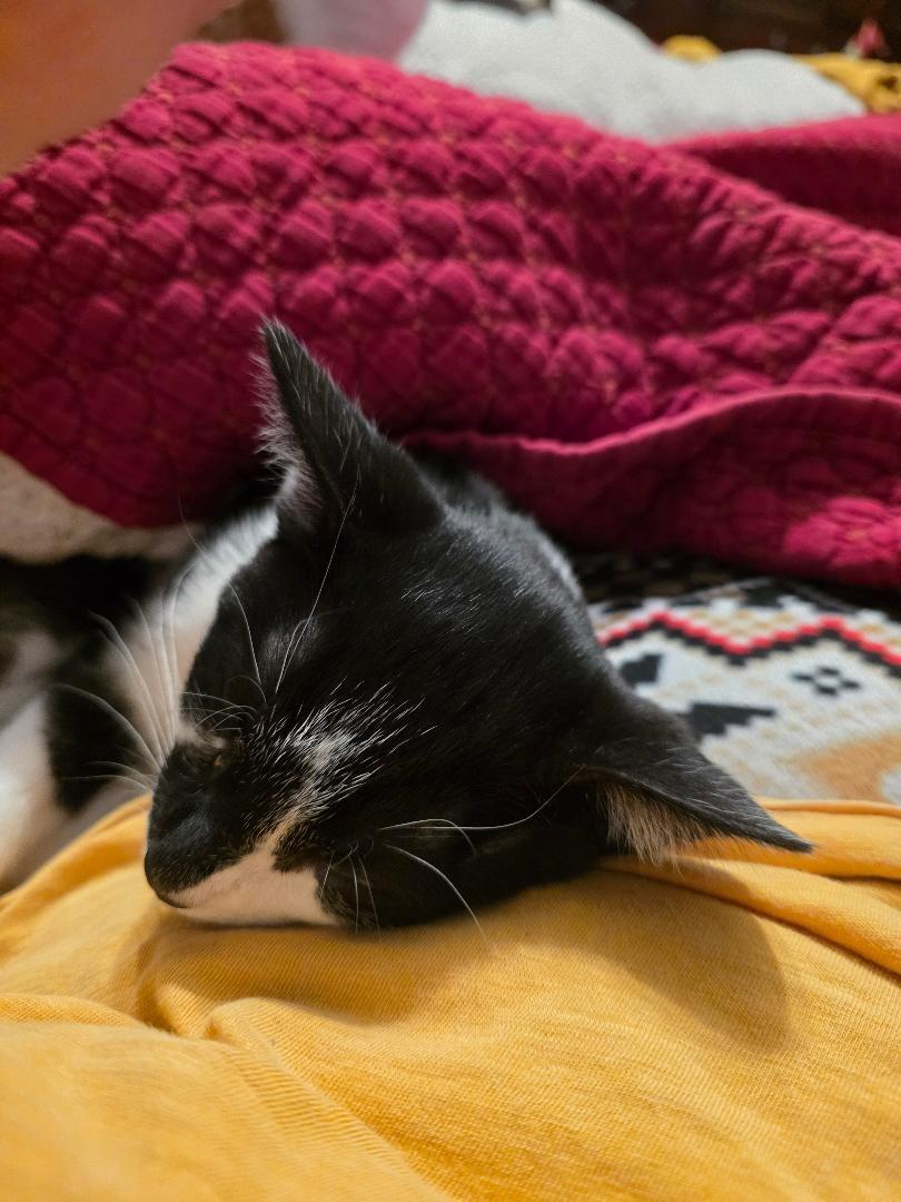 Concrete, Adoptable, Young Female Domestic Short Hair.