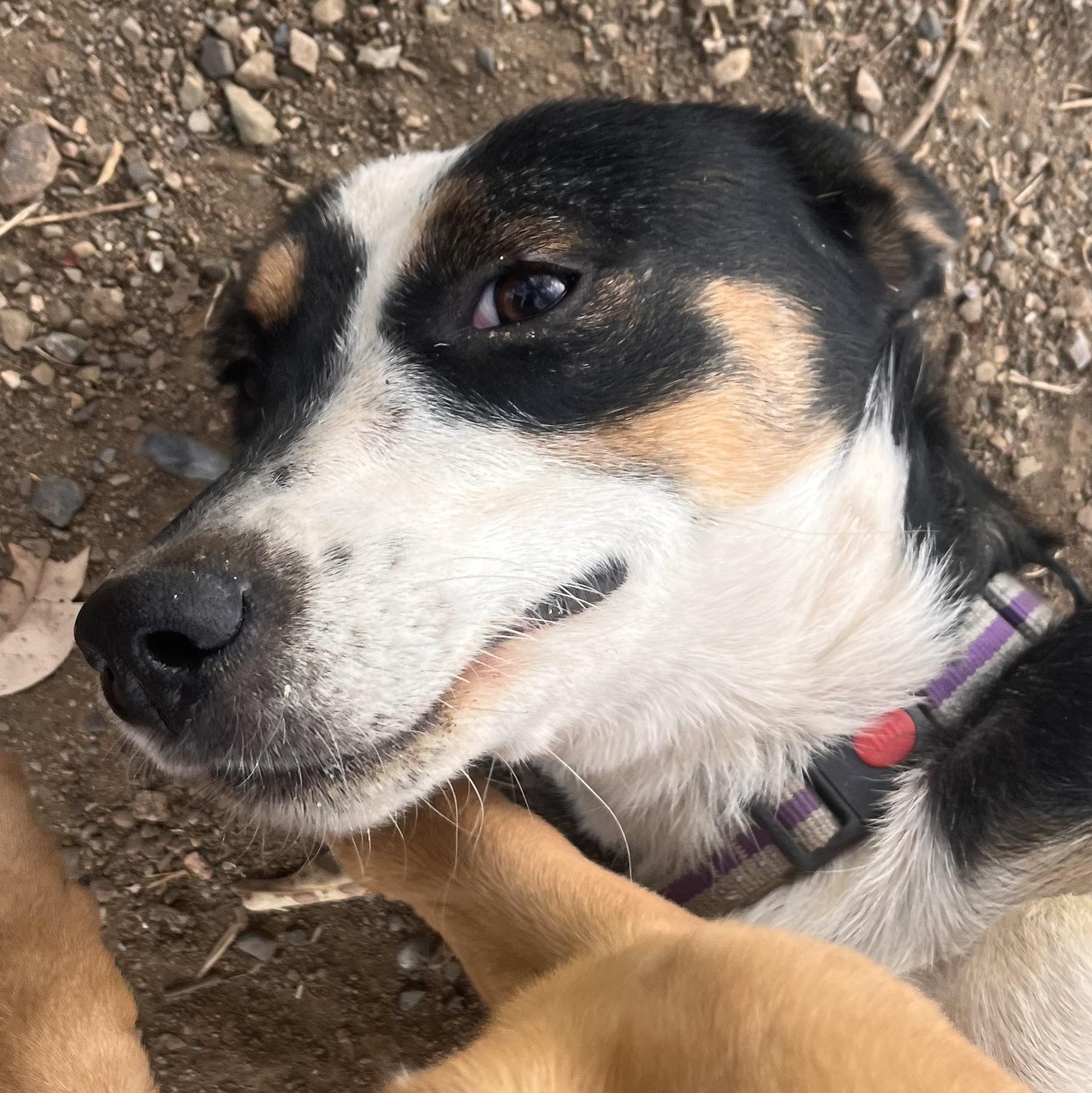Ms. Gorgeous Cassie"Glasses", Adoptable, Young Female McNab & Wire Fox Terrier.