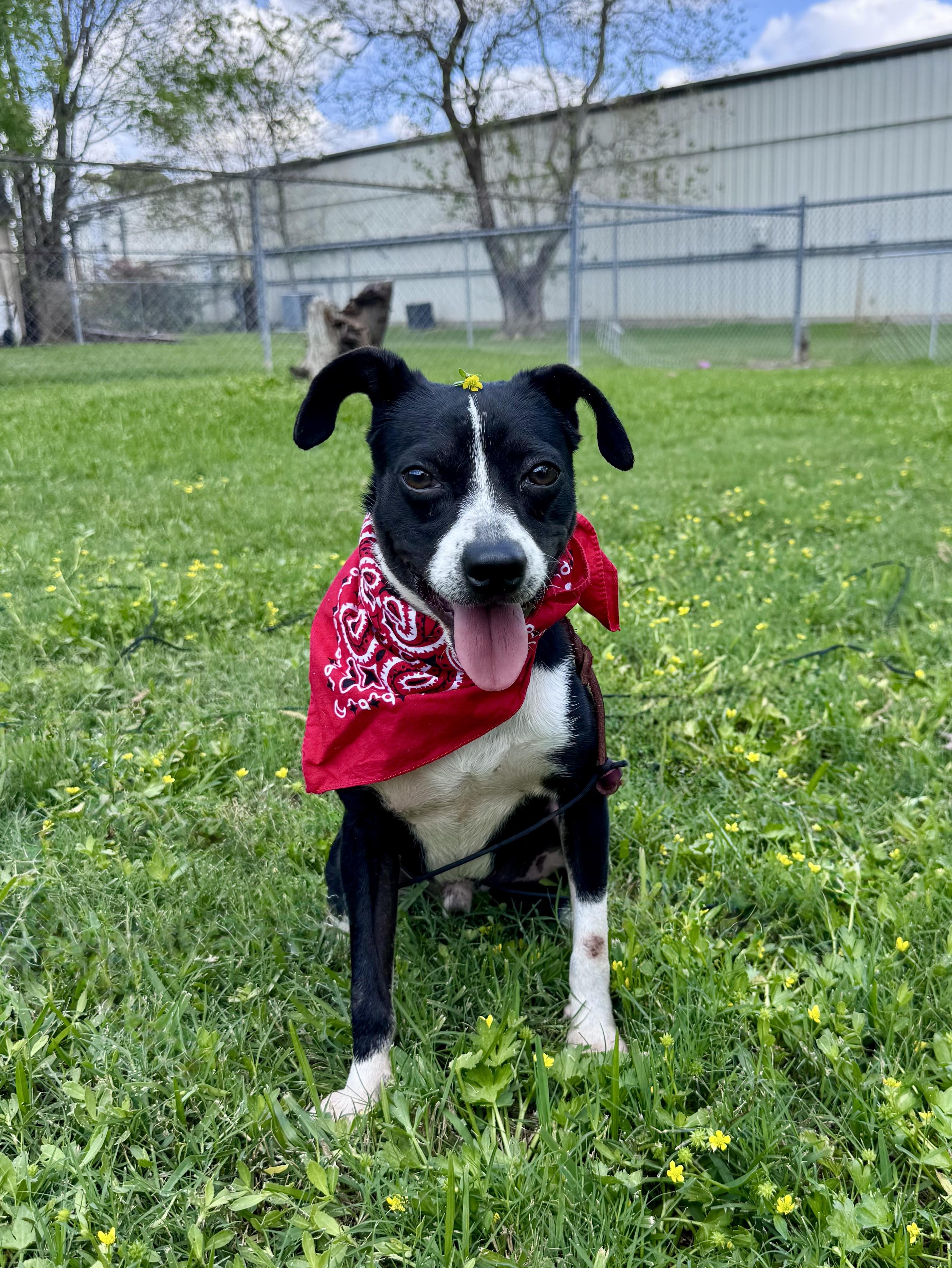 Enlarge Pebe, a ADOPTABLE mixed breed in Houston, TX image 3/5