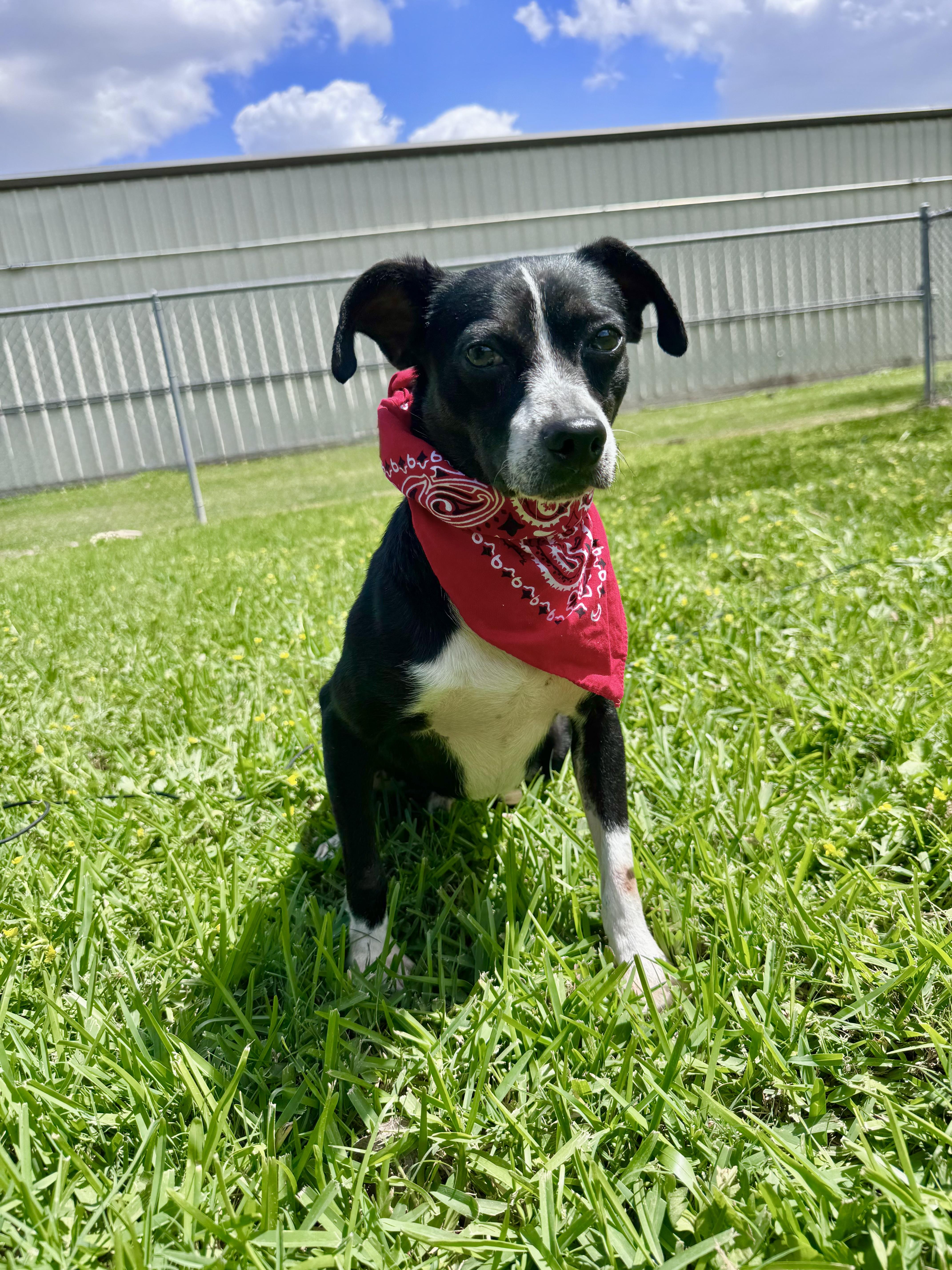 Pebe, ADOPTABLE, Young Male Chihuahua.
