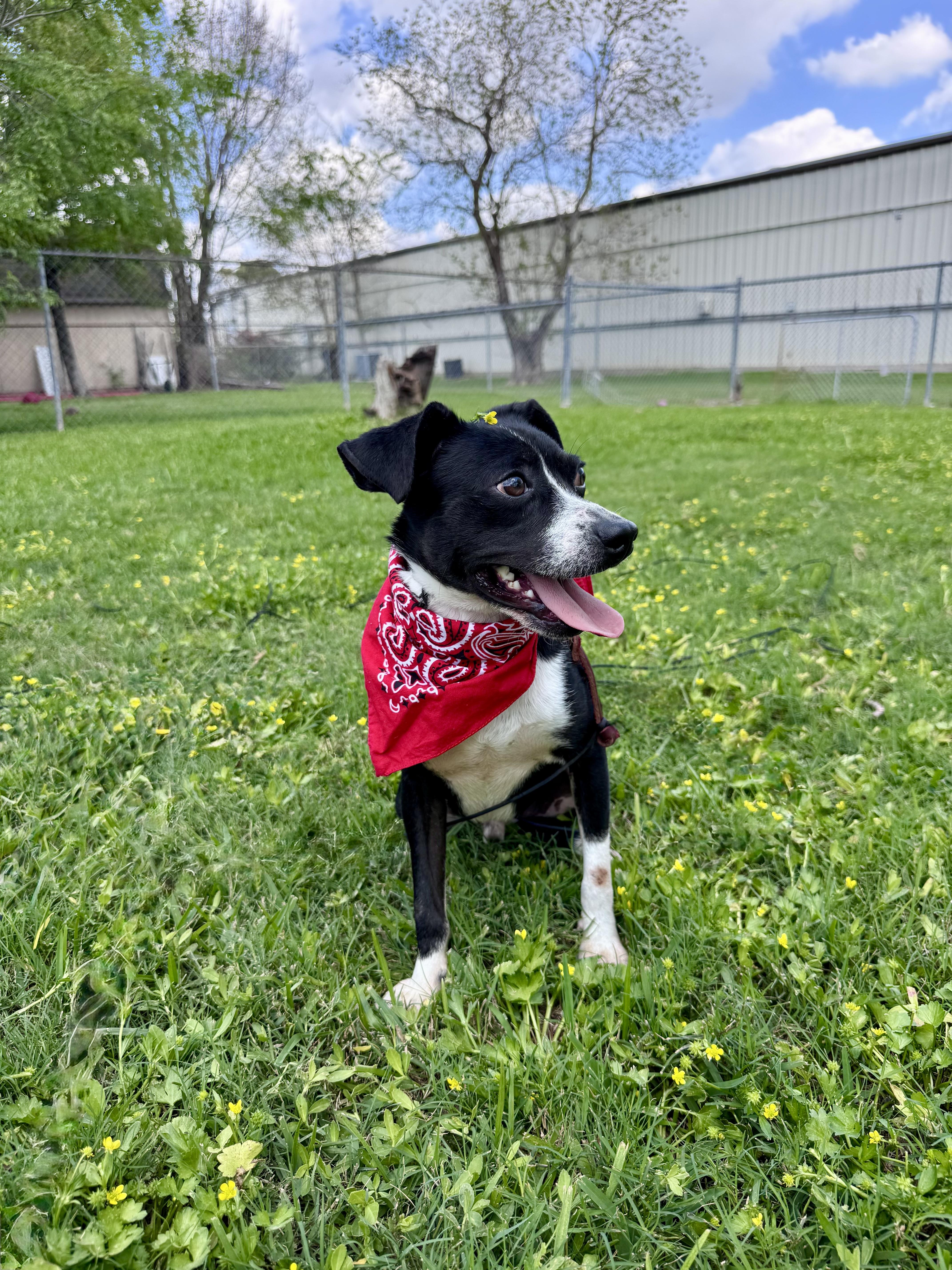 Enlarge Pebe, a ADOPTABLE mixed breed in Houston, TX image 5/5