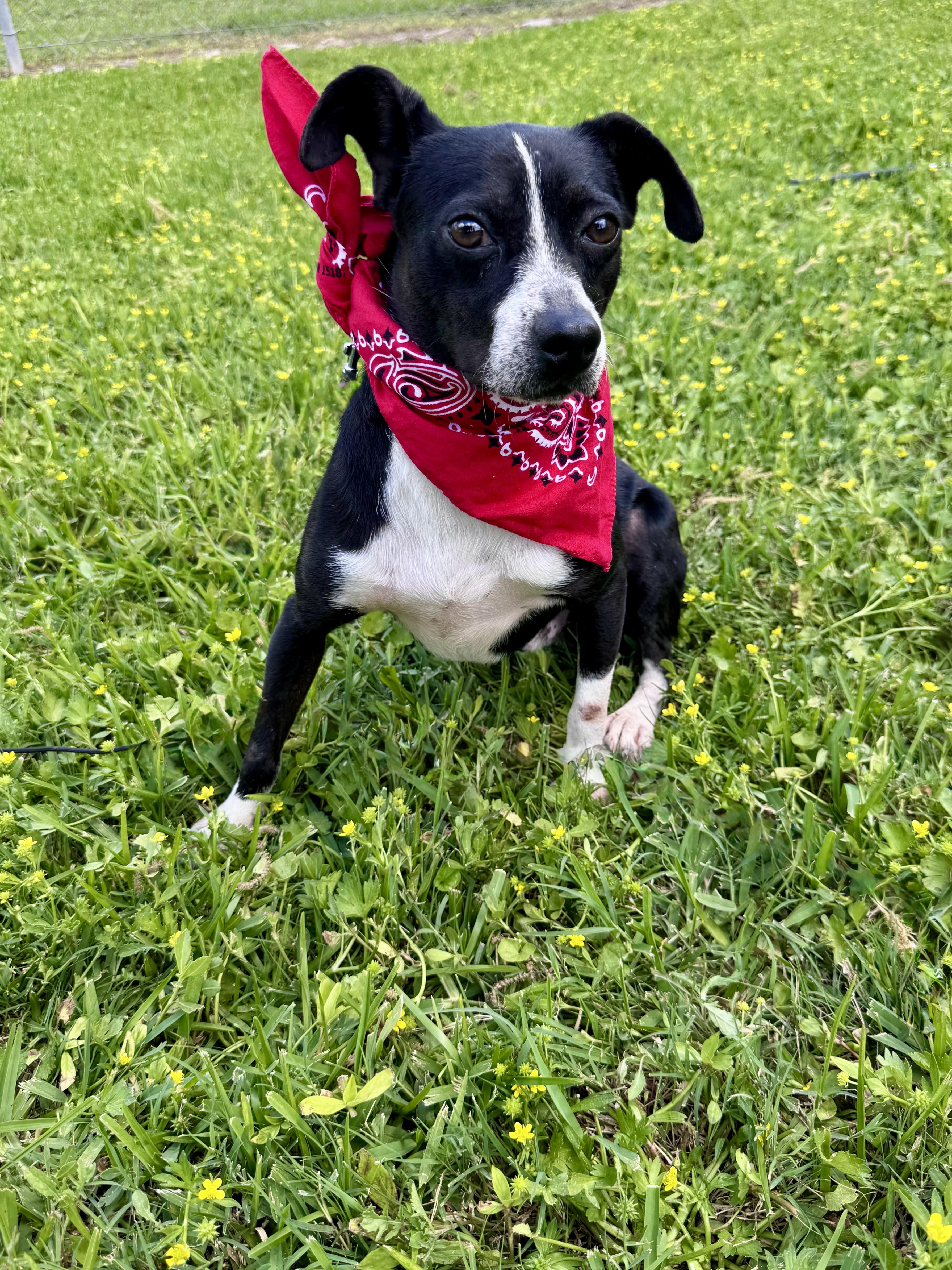 Enlarge Pebe, a ADOPTABLE mixed breed in Houston, TX image 4/5