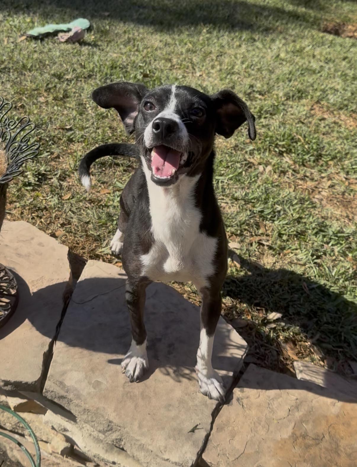 Pebe, ADOPTABLE, Young Male Chihuahua.