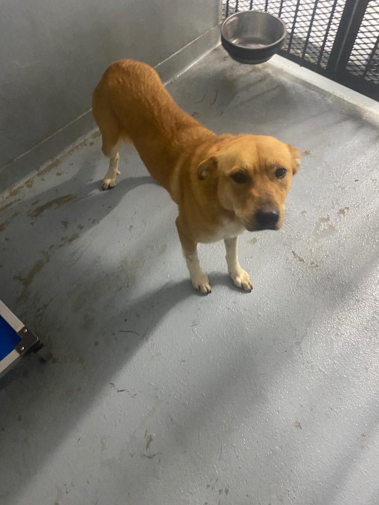 Enlarge Plum, a Adoptable mixed breed in Cartersville , GA image 1/1