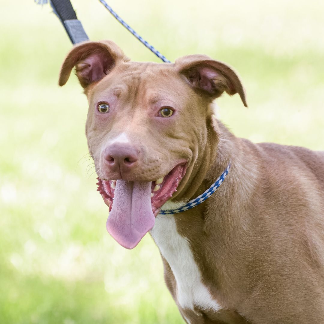 Clyde, a Adoptable mixed breed in Lambertville, NJ image 2/6