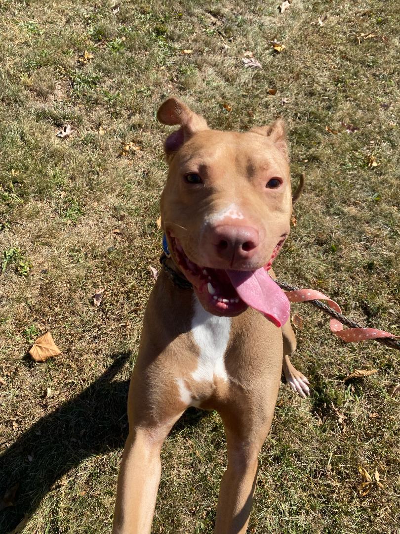 Clyde, a Adoptable mixed breed in Lambertville, NJ image 3/6