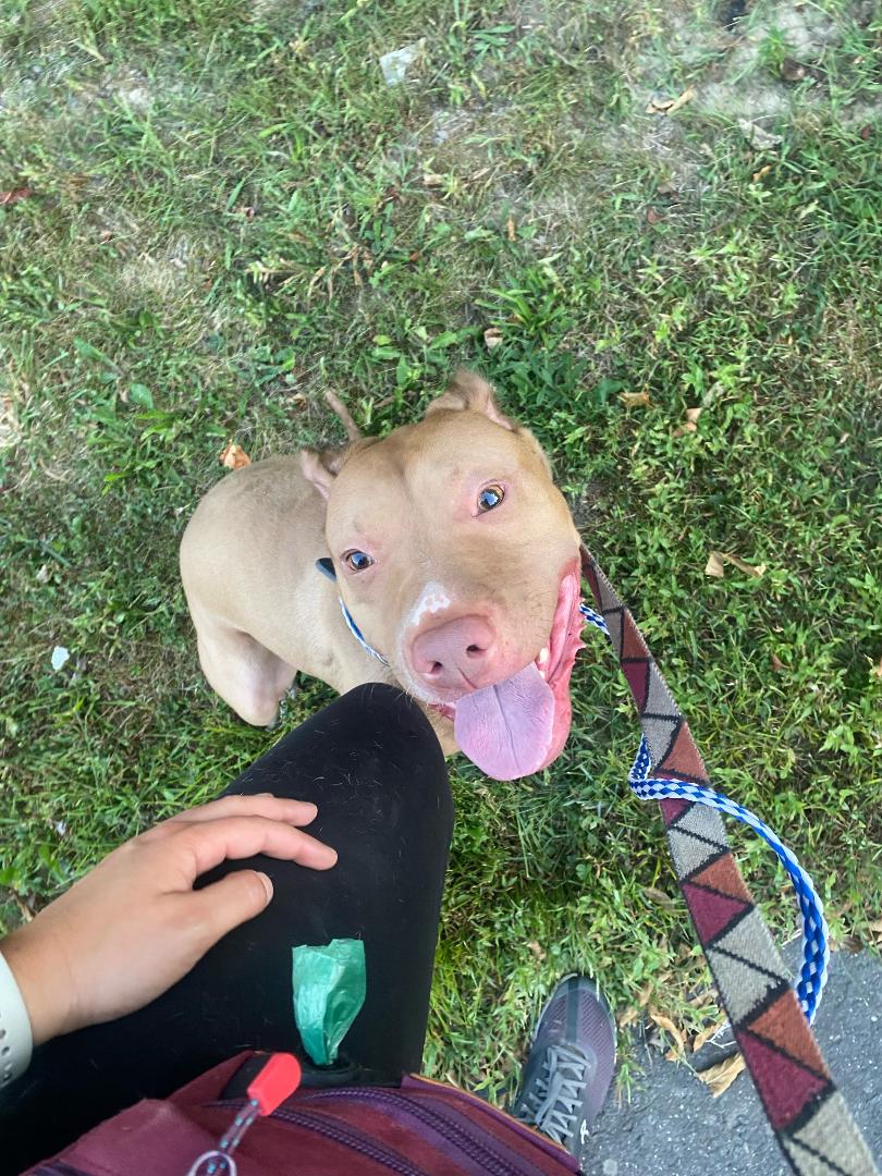 Clyde, a Adoptable mixed breed in Lambertville, NJ image 4/6