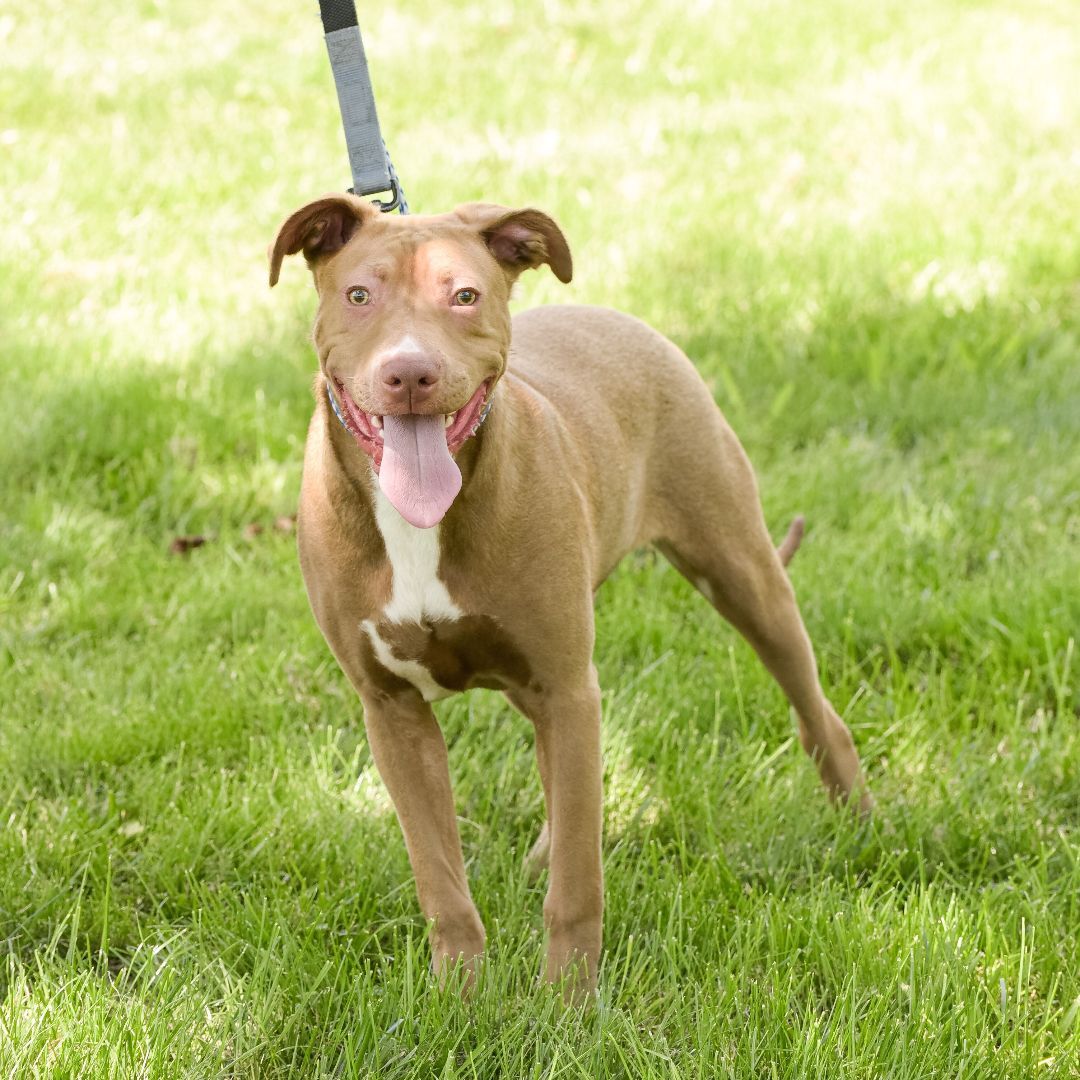 Clyde, a Adoptable mixed breed in Lambertville, NJ image 5/6