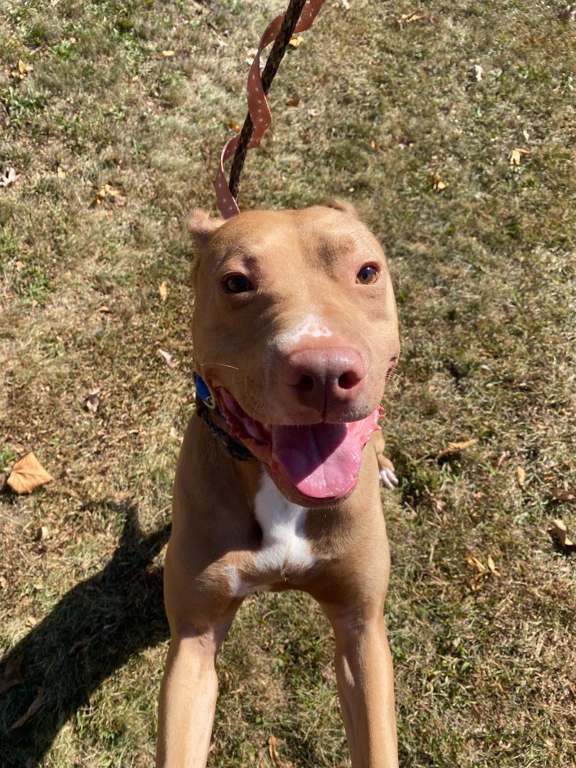 Clyde, a Adoptable mixed breed in Lambertville, NJ image 6/6