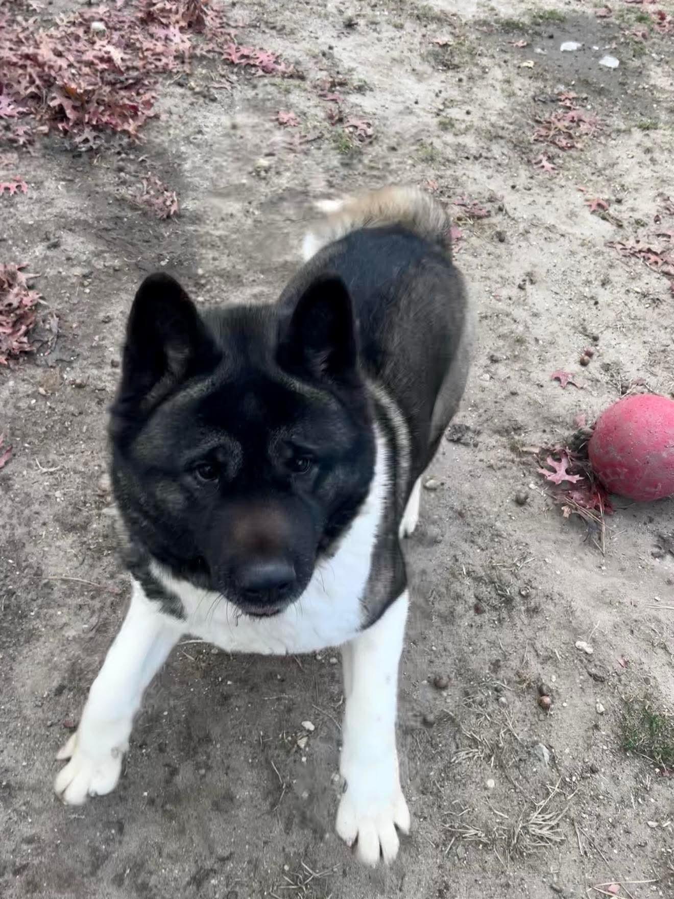 Katana, a Adoptable Akita in Toms River, NJ image 6/6