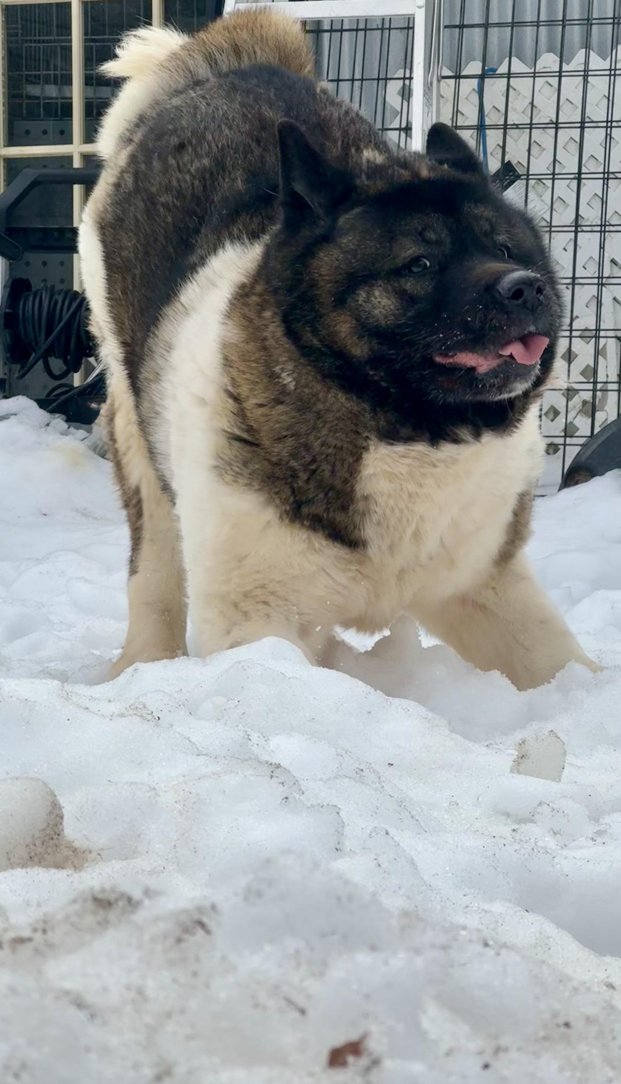 Enlarge Katana, a other Akita in Toms River, NJ image 5/6