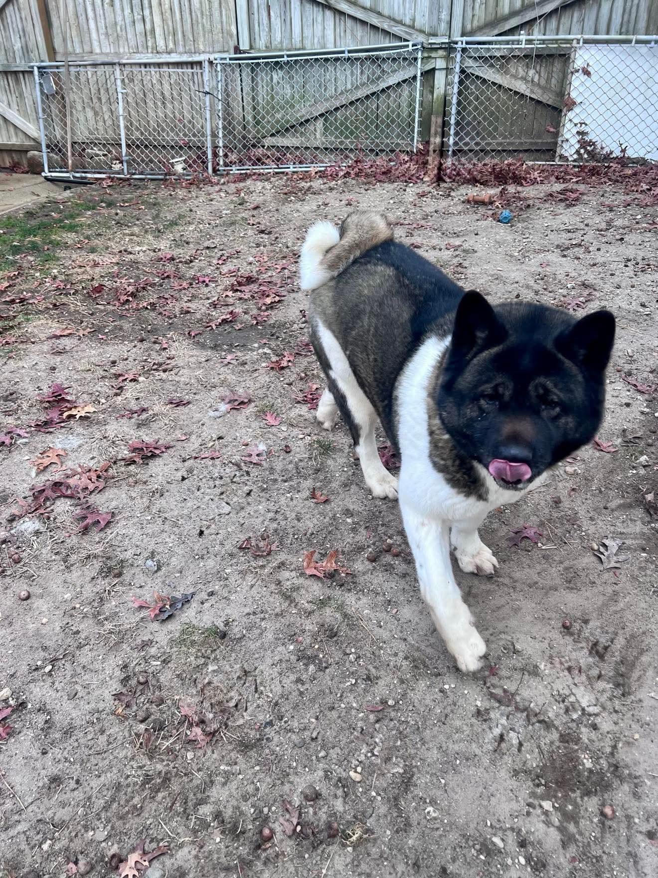 Katana, a Adoptable Akita in Toms River, NJ image 4/6