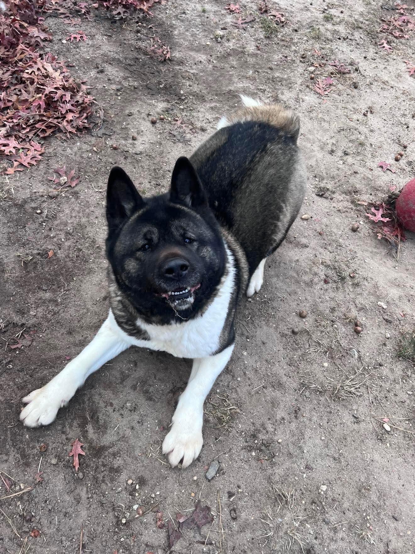 Katana, a Adoptable Akita in Toms River, NJ image 5/6