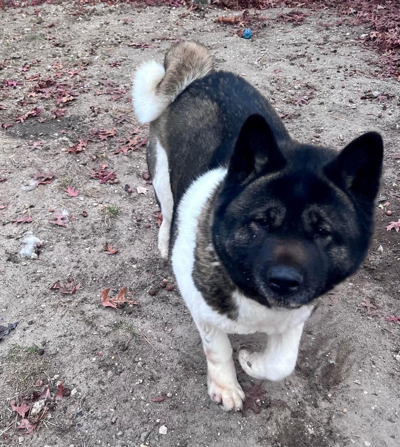 Katana, a Adoptable Akita in Toms River, NJ image 2/6