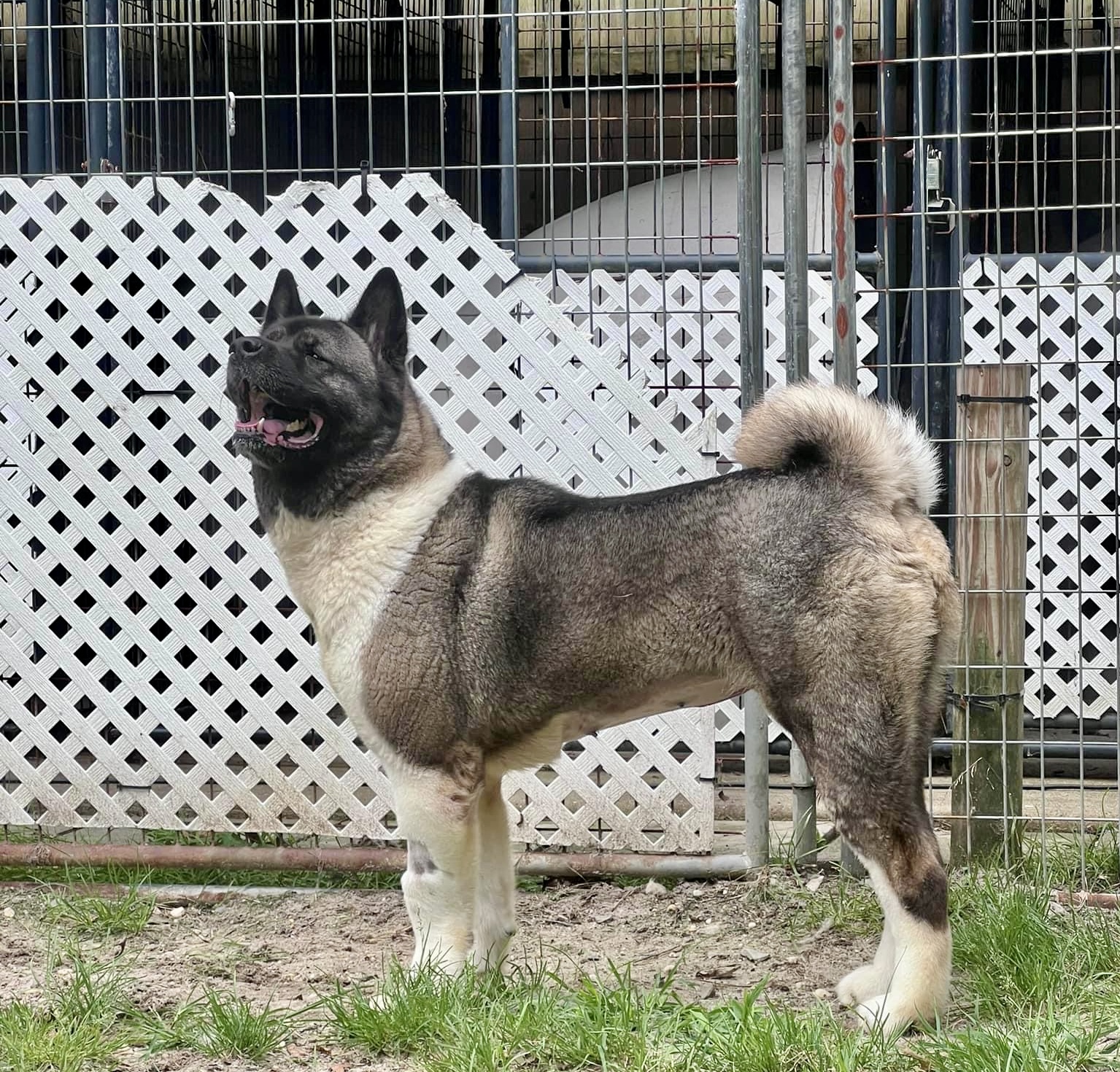 Katana, a Adoptable Akita in Toms River, NJ image 3/6