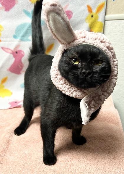 Enlarge Crumpet, a Adoptable mixed breed in Phoenix, AZ image 2/2