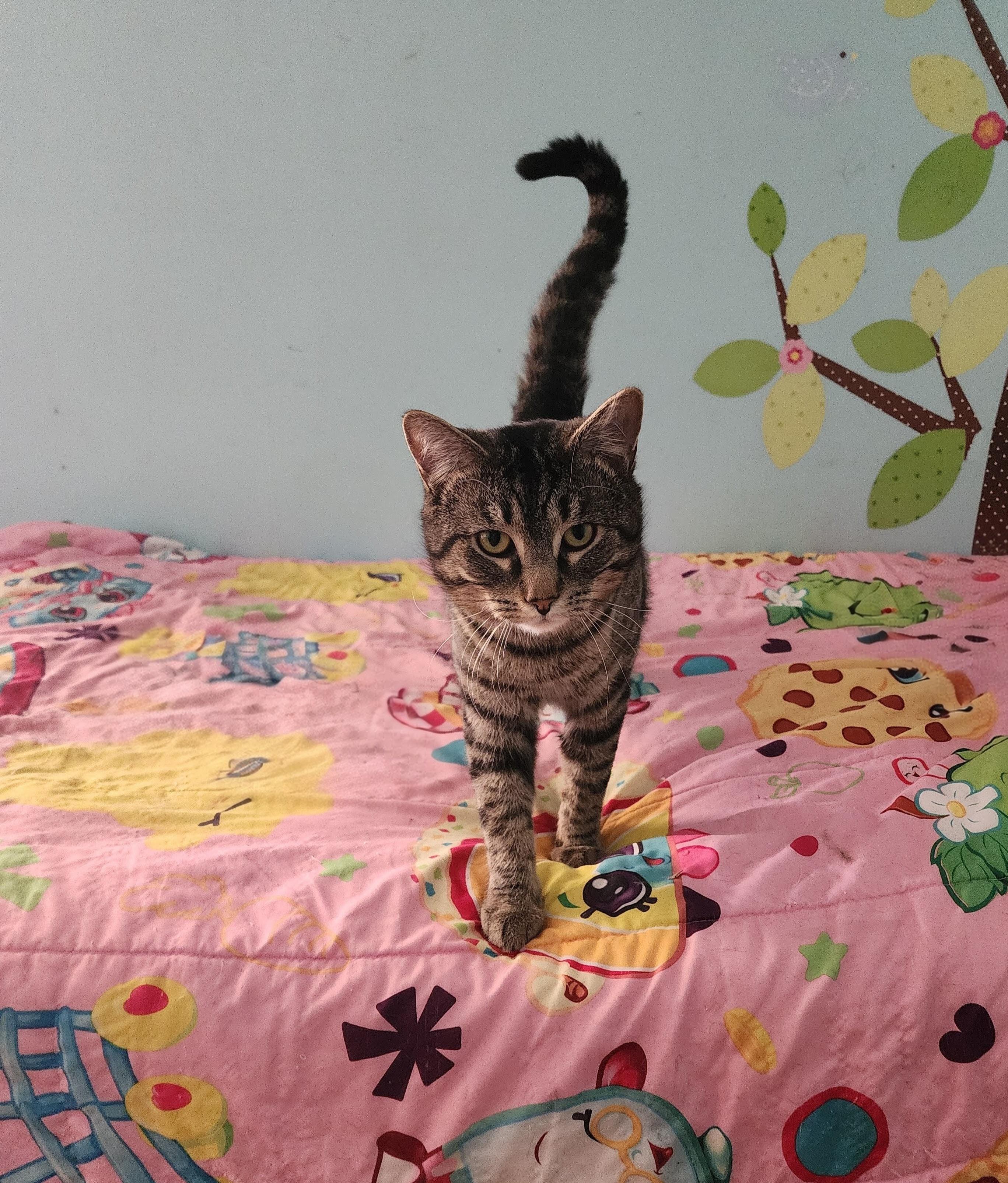 Big Tabby, Adult Male unknown