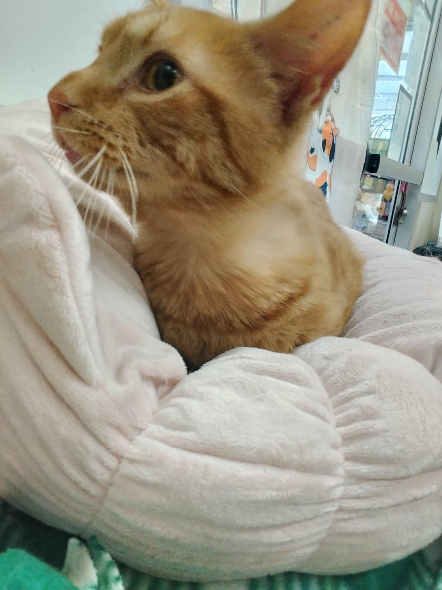 Milo — thumbnail 3