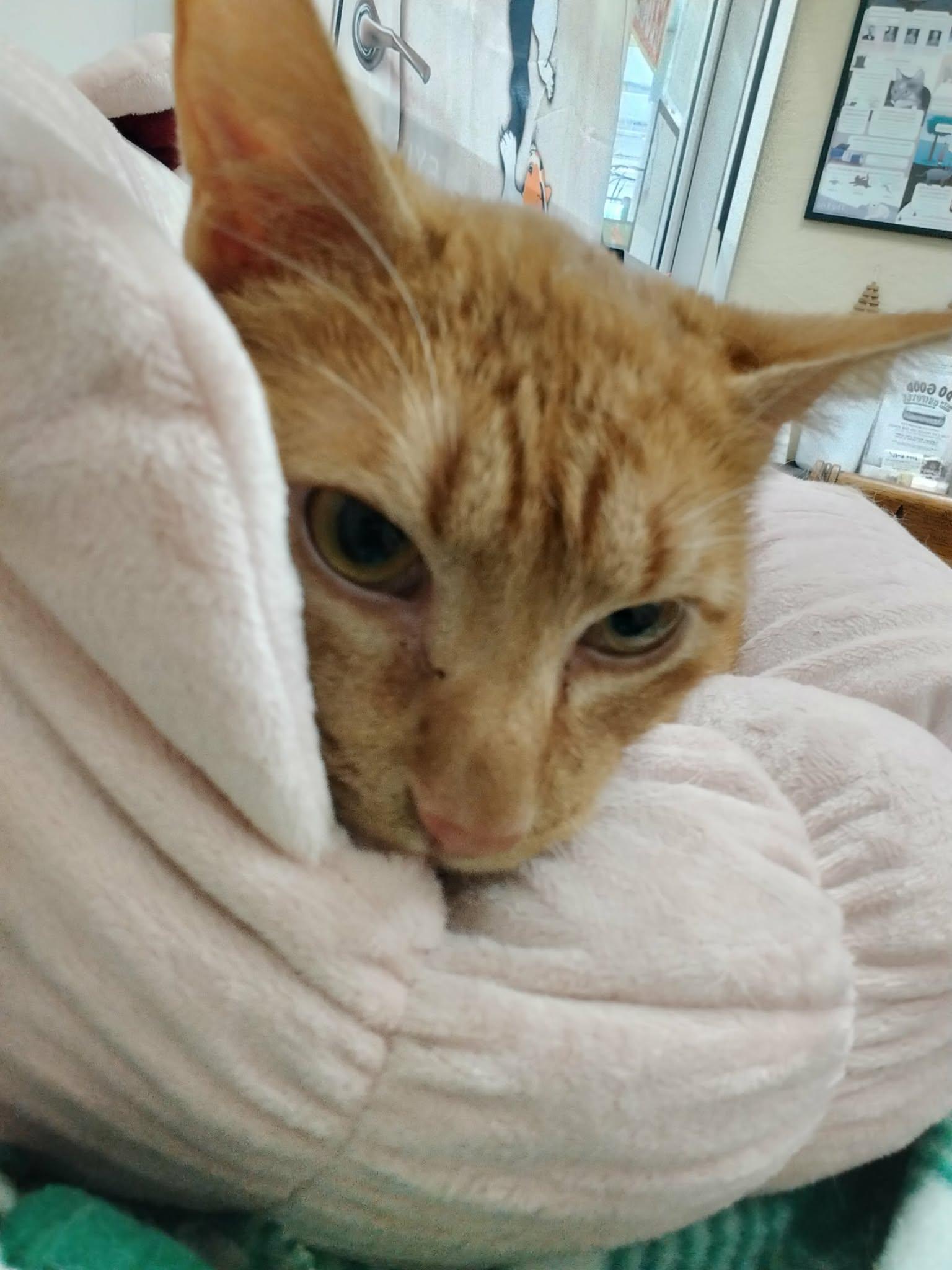 Milo — thumbnail 4