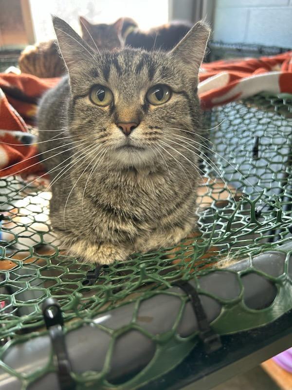Biscuit, Adoptable, Adult Male Domestic Short Hair.