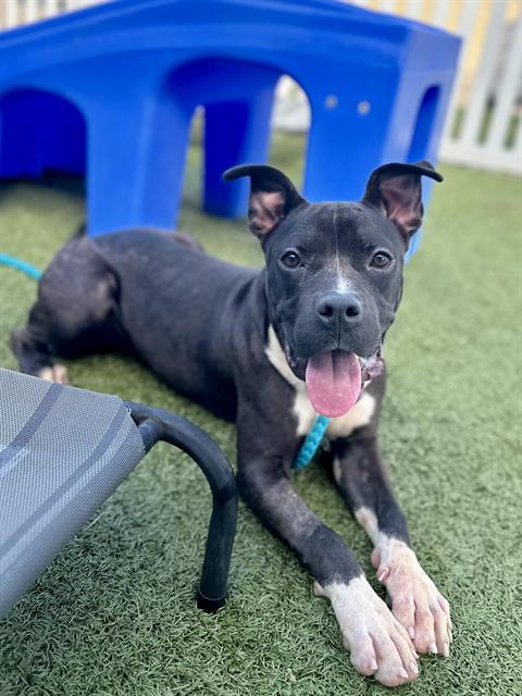 SNOOP, Adoptable, Young Male Terrier & Mixed Breed.